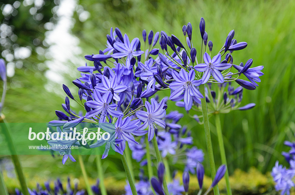 571037 - African lily (Agapanthus africanus 'Northern Star')