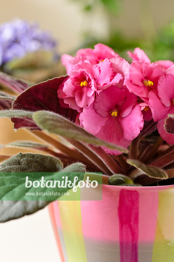 484176 - African violet (Saintpaulia ionantha)