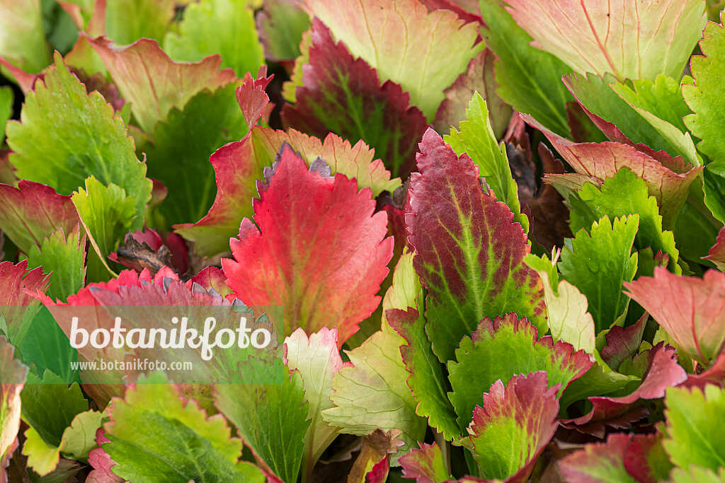 675263 - Ahornblatt (Mukdenia rossii 'Nova Flame' syn. Aceriphyllum rossii)