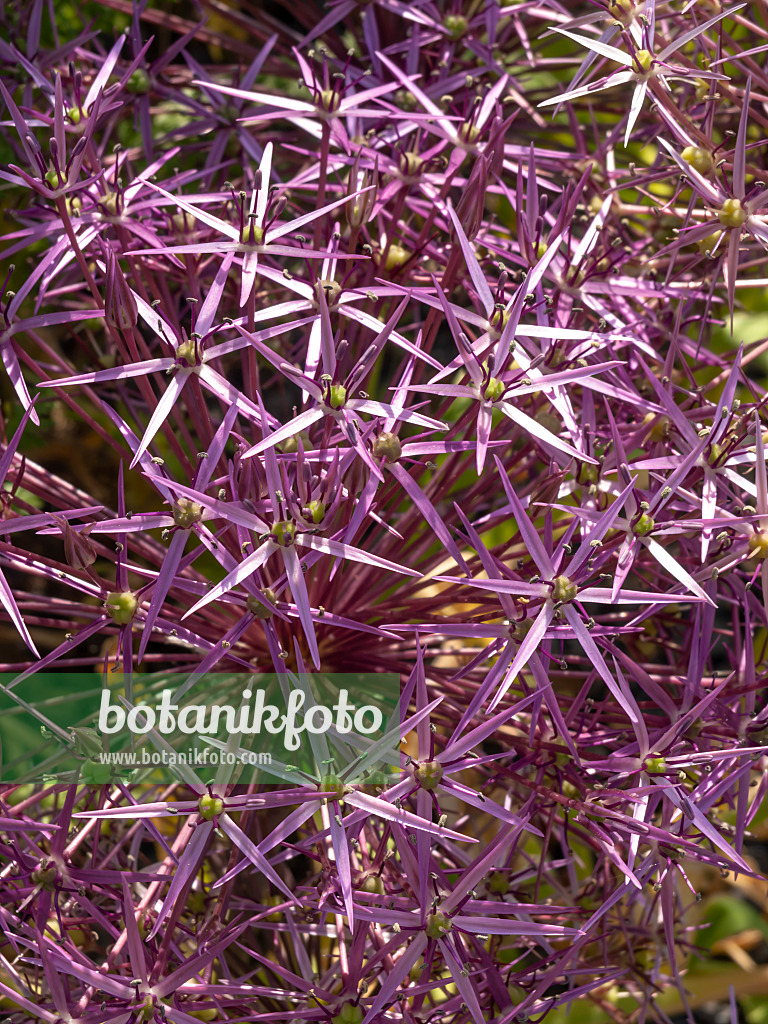438234 - Ail à boule étoilée (Allium christophii)