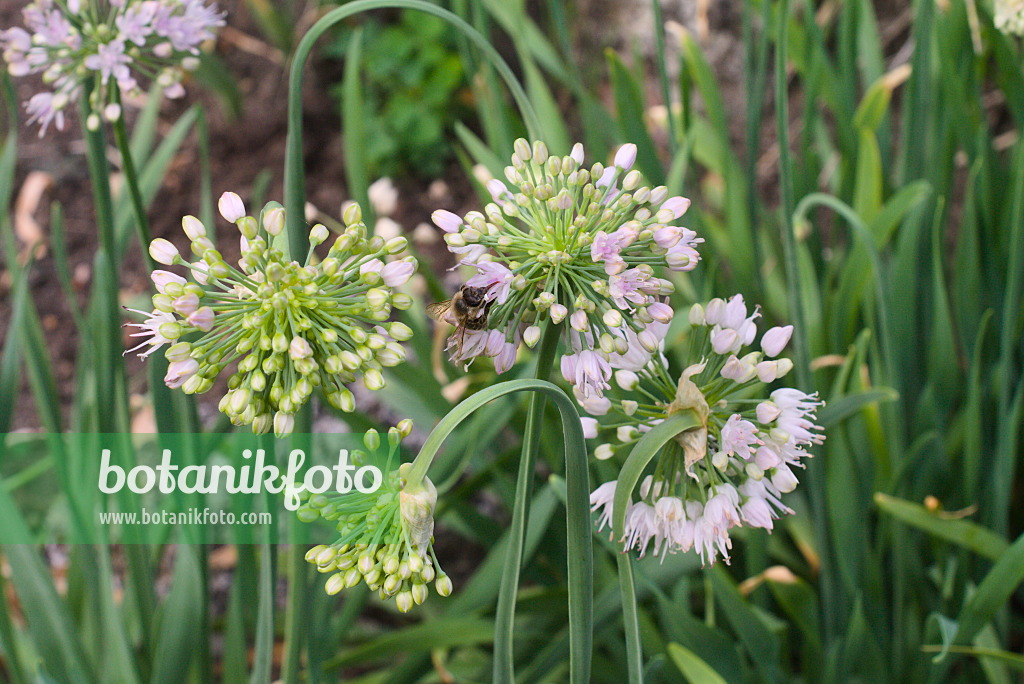 672089 - Ail (Allium nutans)