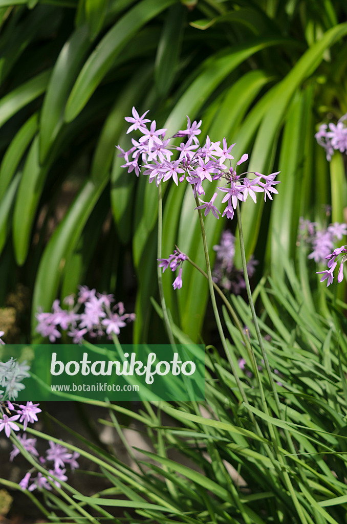 535133 - Ail d'Afrique du Sud (Tulbaghia violacea)