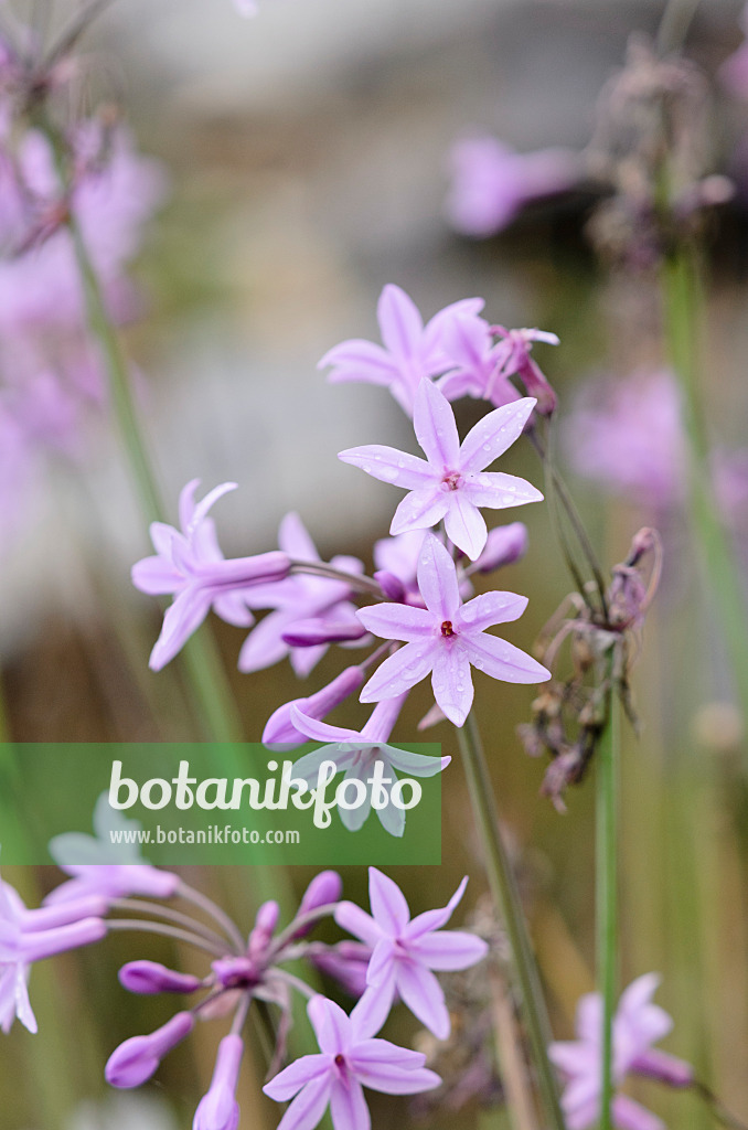 535174 - Ail d'Afrique du Sud (Tulbaghia violacea)