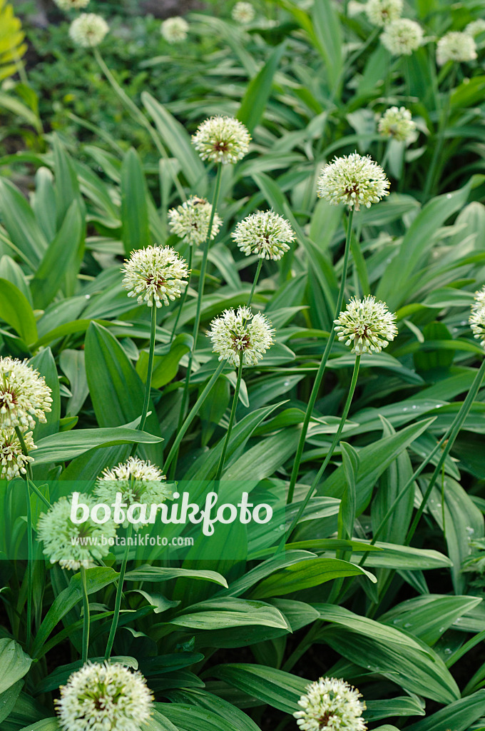 484275 - Ail de cerf (Allium victorialis)