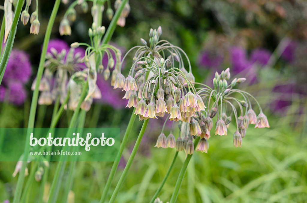 533479 - Ail de Sicile (Allium siculum syn. Nectaroscordum siculum subsp. bulgaricum)
