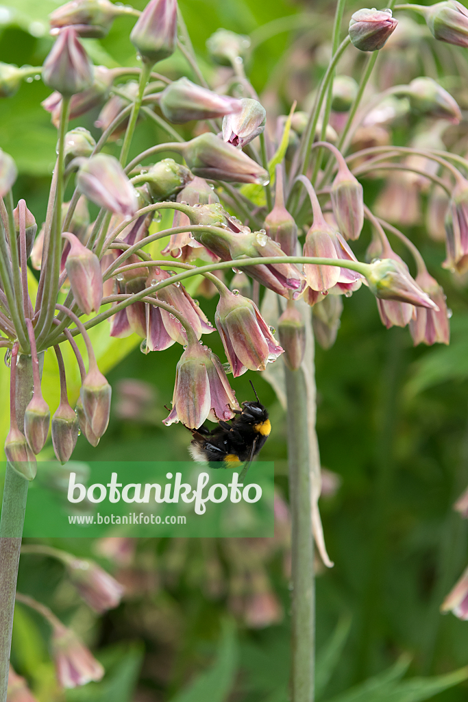 664272 - Ail de Sicile (Allium siculum syn. Nectaroscordum siculum subsp. bulgaricum)