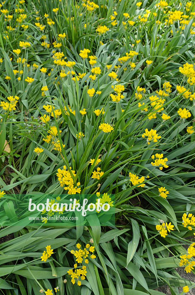 496383 - Ail doré (Allium moly)