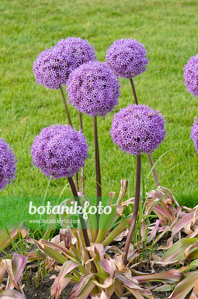 545089 - Ail géant (Allium Round and Purple)