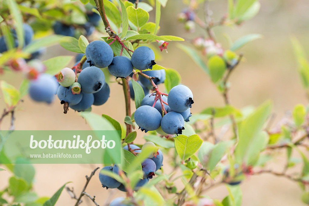 638369 - Airelle en corymbe (Vaccinium corymbosum 'O'Neal')