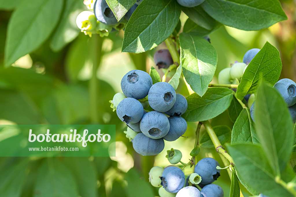 635168 - Airelle en corymbe (Vaccinium corymbosum 'Patriot')