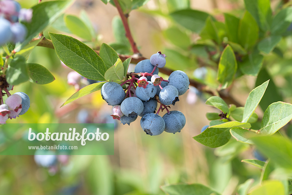 638370 - Airelle en corymbe (Vaccinium corymbosum 'Springwide')