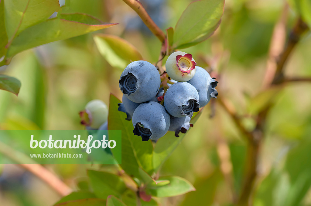 593218 - Airelle en corymbe (Vaccinium corymbosum 'Windsor')