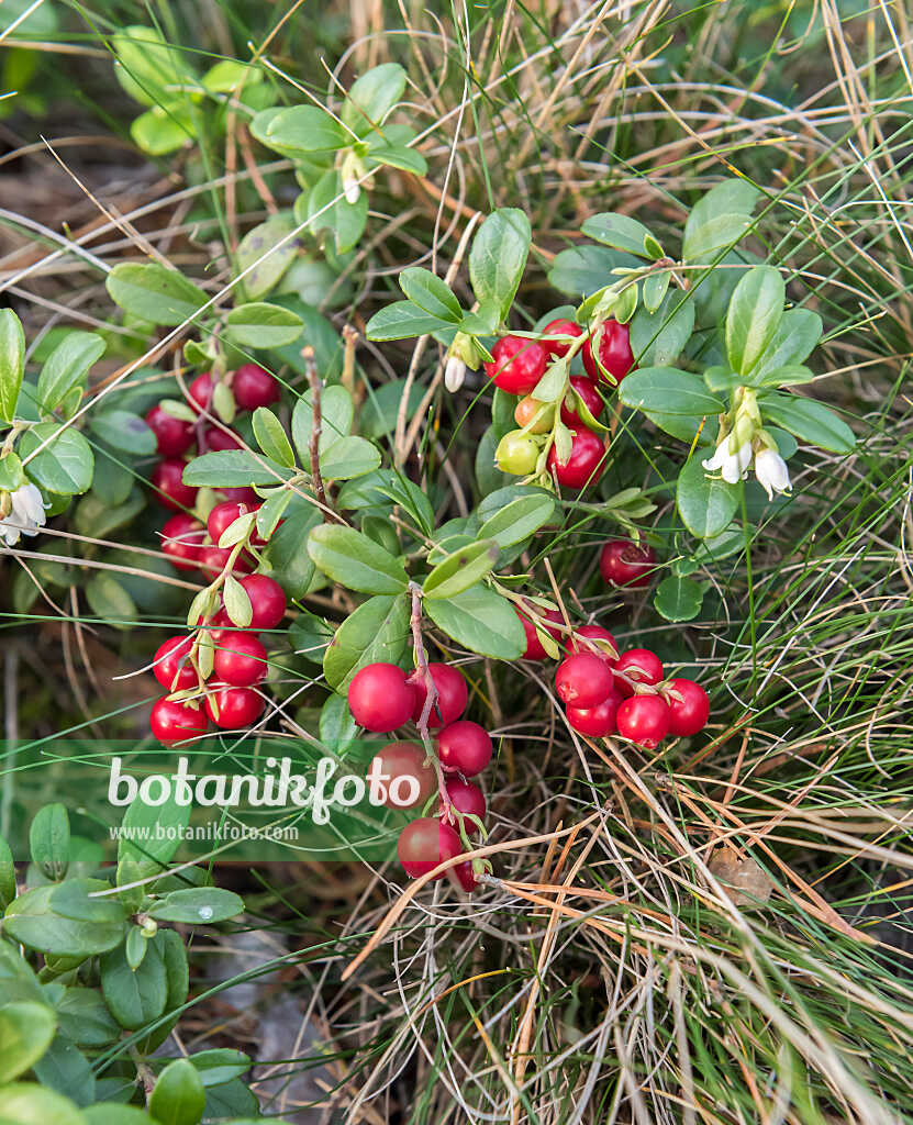 675379 - Airelle rouge (Vaccinium vitis-idaea)