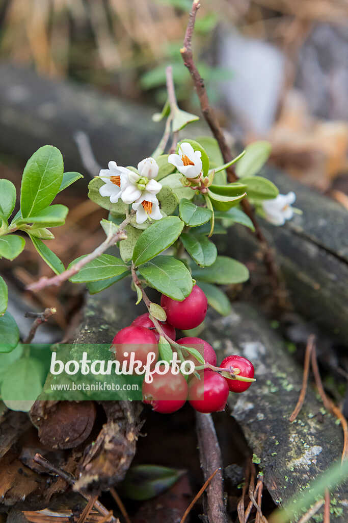 675380 - Airelle rouge (Vaccinium vitis-idaea)