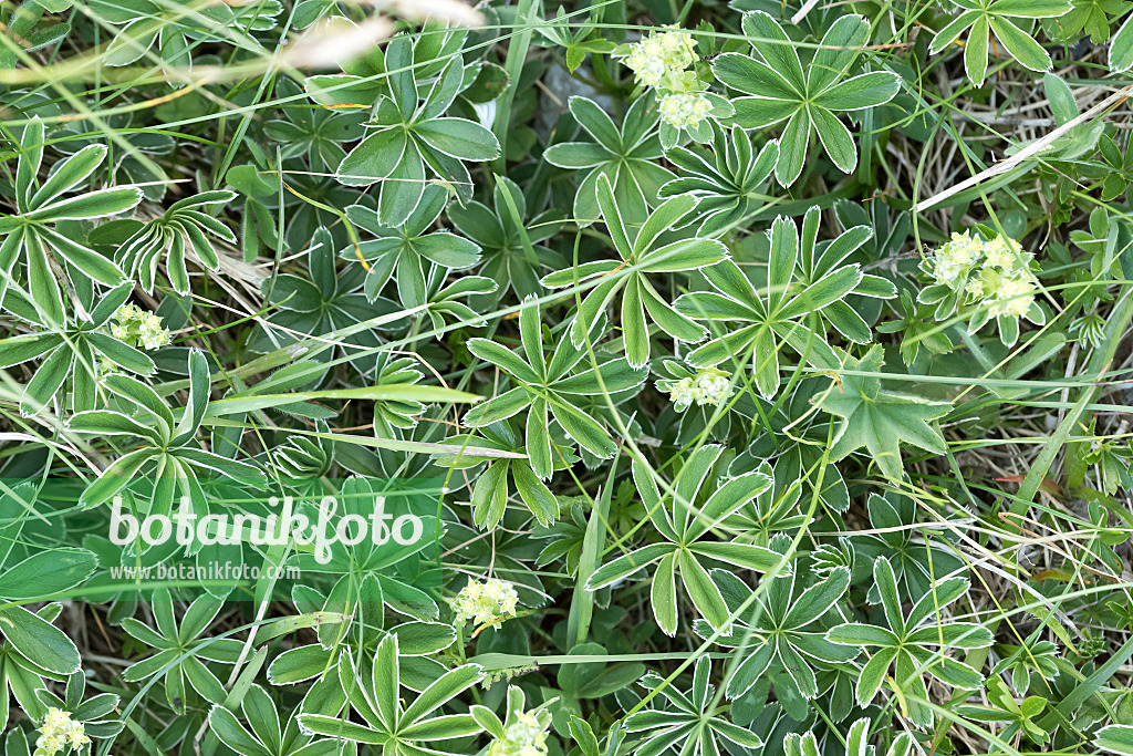 651044 - Alchémille des Alpes (Alchemilla alpina)