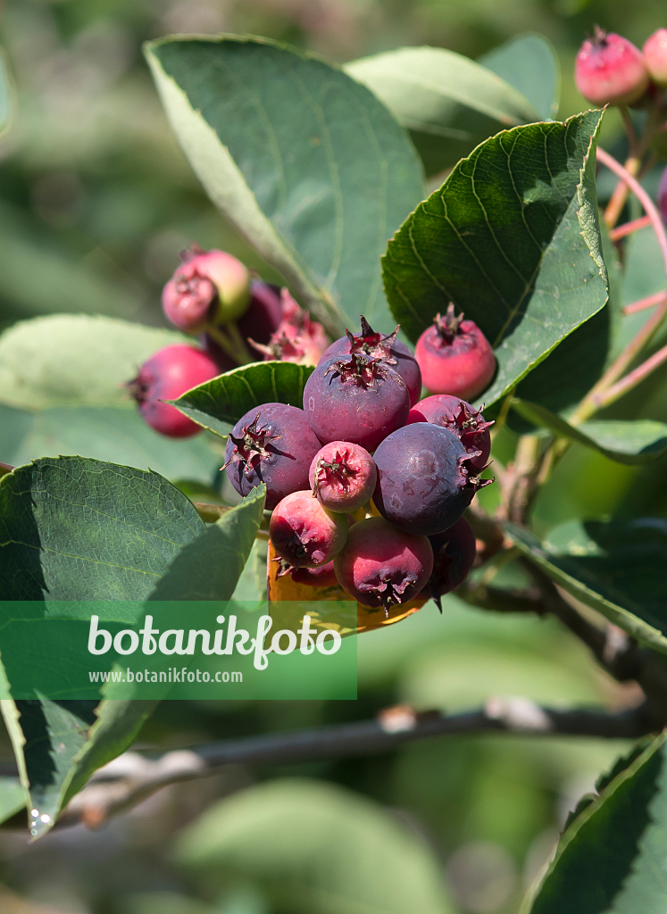 664033 - Allegheny service berry (Amelanchier laevis 'Ballerina')