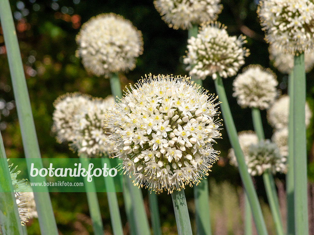 439195 - Allium pskemense