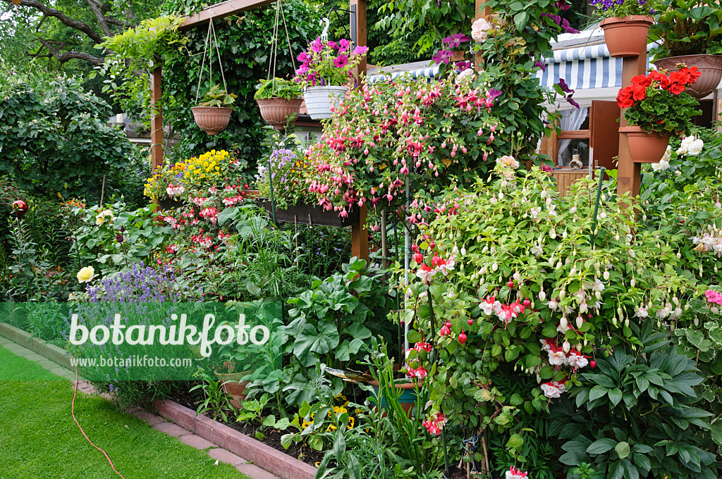 473199 - Allotment garden with fuchsias