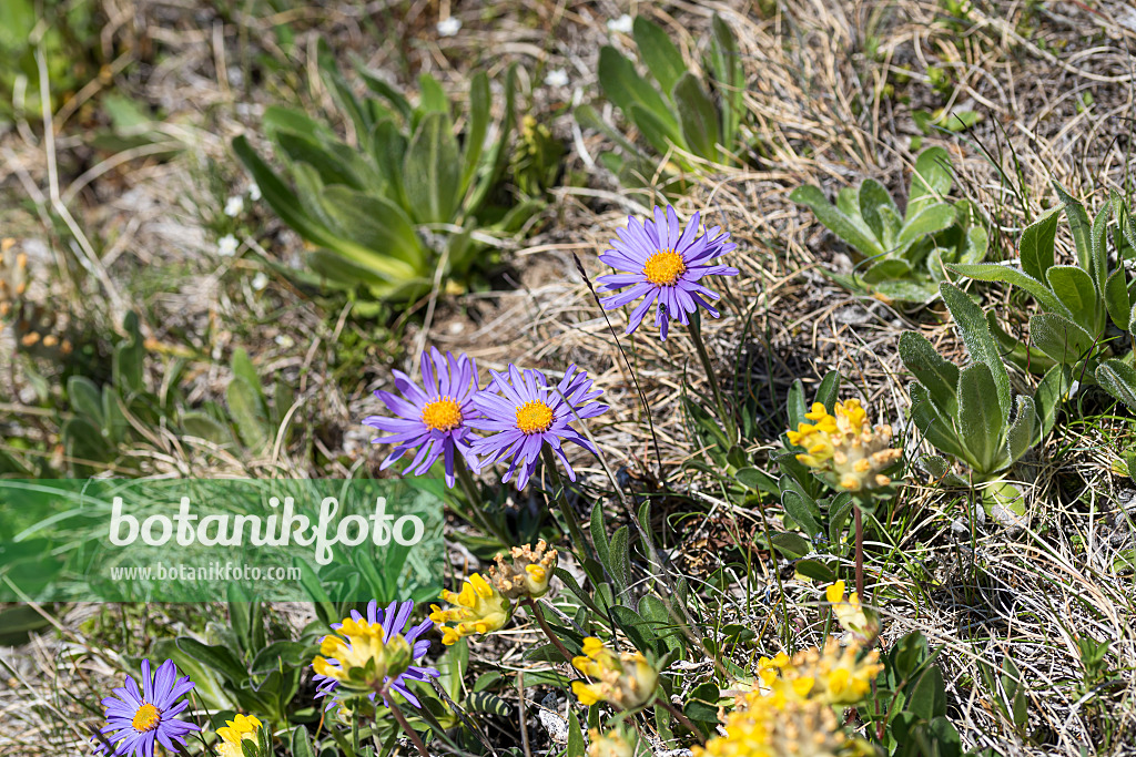 651089 - Alpine aster (Aster alpinus)