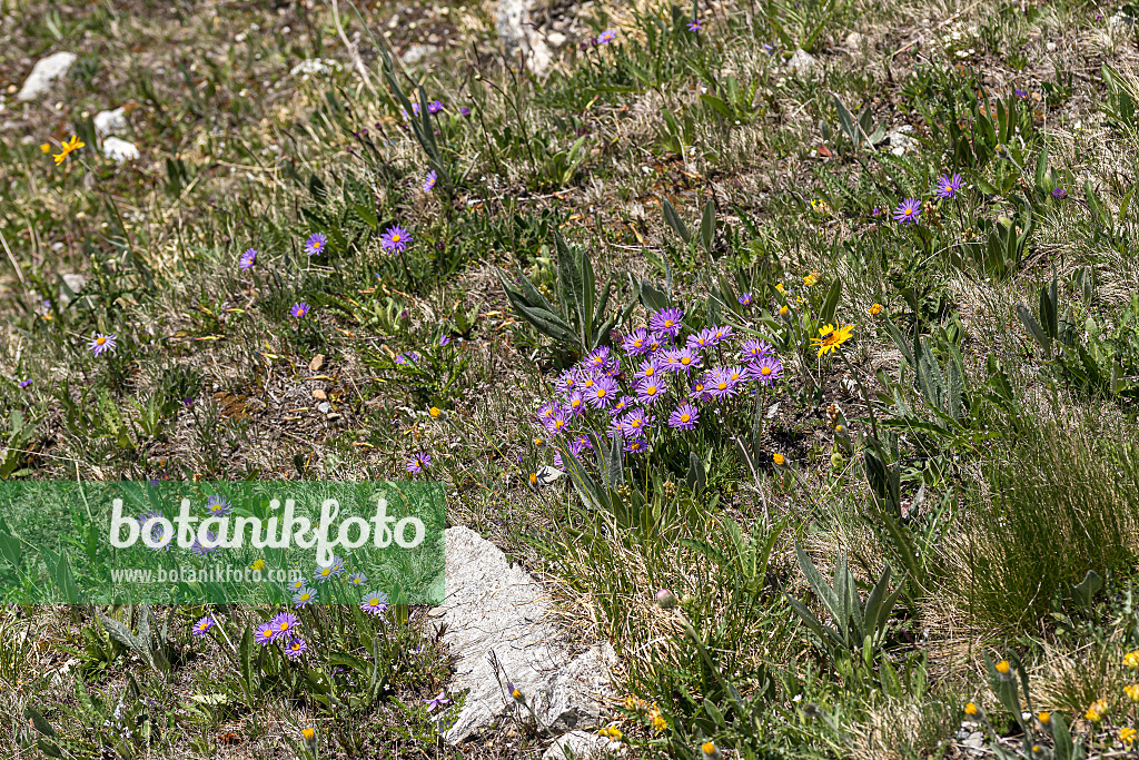 651090 - Alpine aster (Aster alpinus)