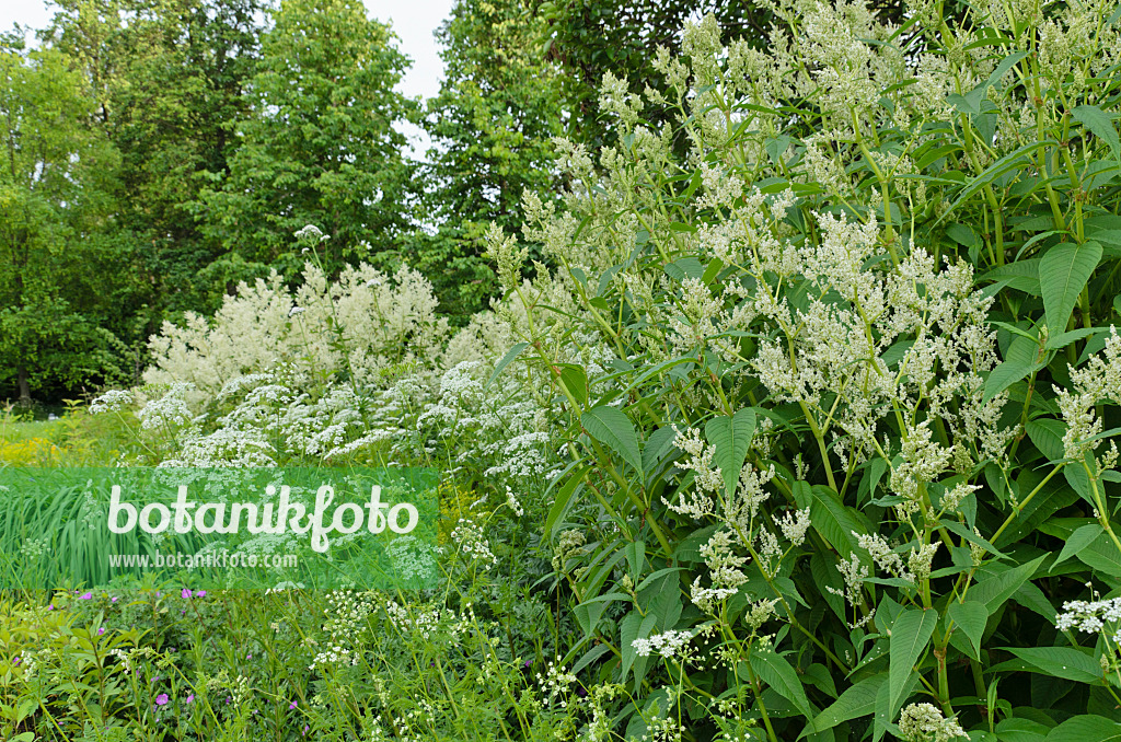 496316 - Alpine knotweed (Aconogonon alpinum syn. Polygonum alpinum) and Peucedanum
