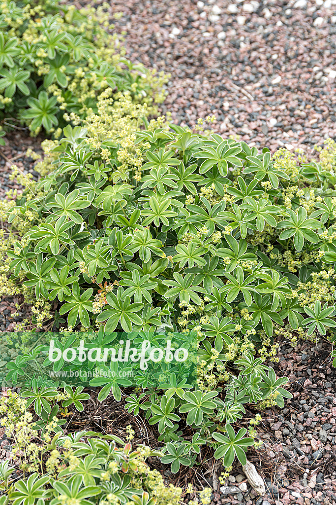 651042 - Alpine lady's mantle (Alchemilla alpina)