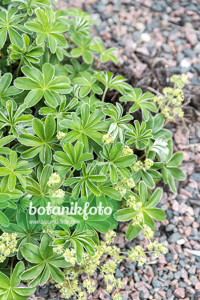 651043 - Alpine lady's mantle (Alchemilla alpina)