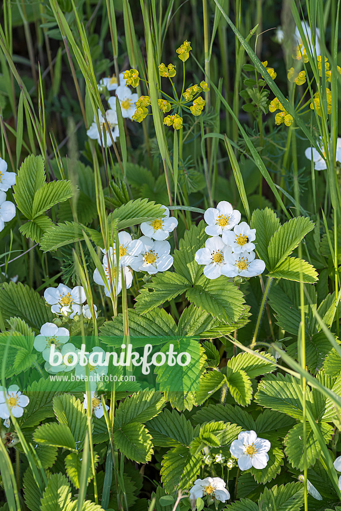 651274 - Alpine strawberry (Fragaria vesca)