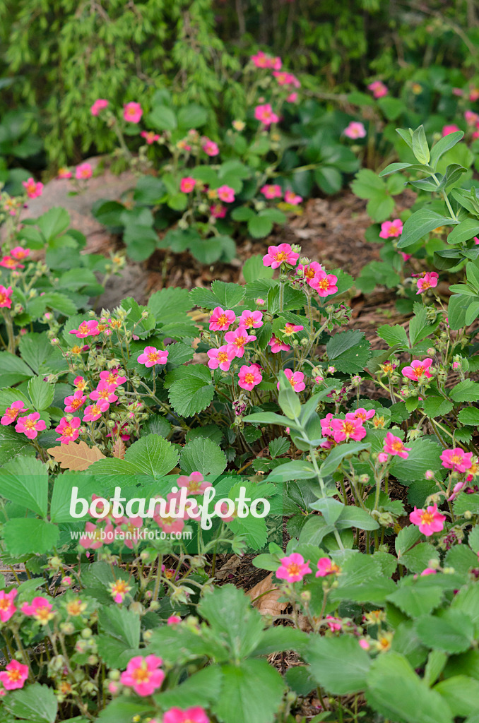 520308 - Alpine strawberry (Fragaria vesca 'Rubra')