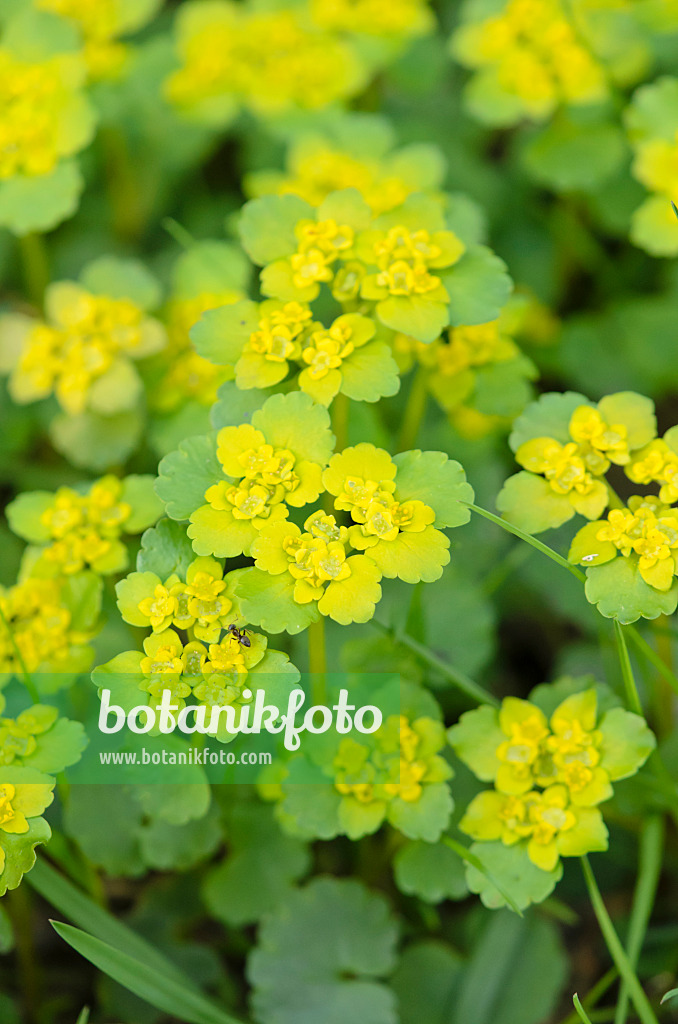 519163 - Alternate-leaved golden saxifrage (Chrysosplenium alternifolium)
