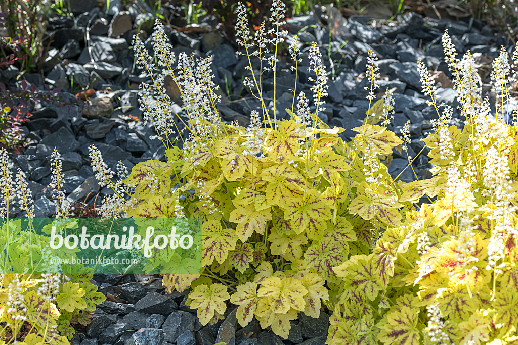 664178 - Alumroot (Heucherella Solar Power)