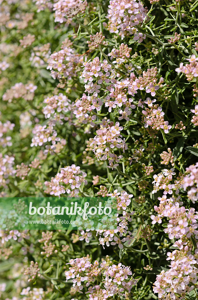 533229 - Alysson épineux (Hormatophylla spinosa)
