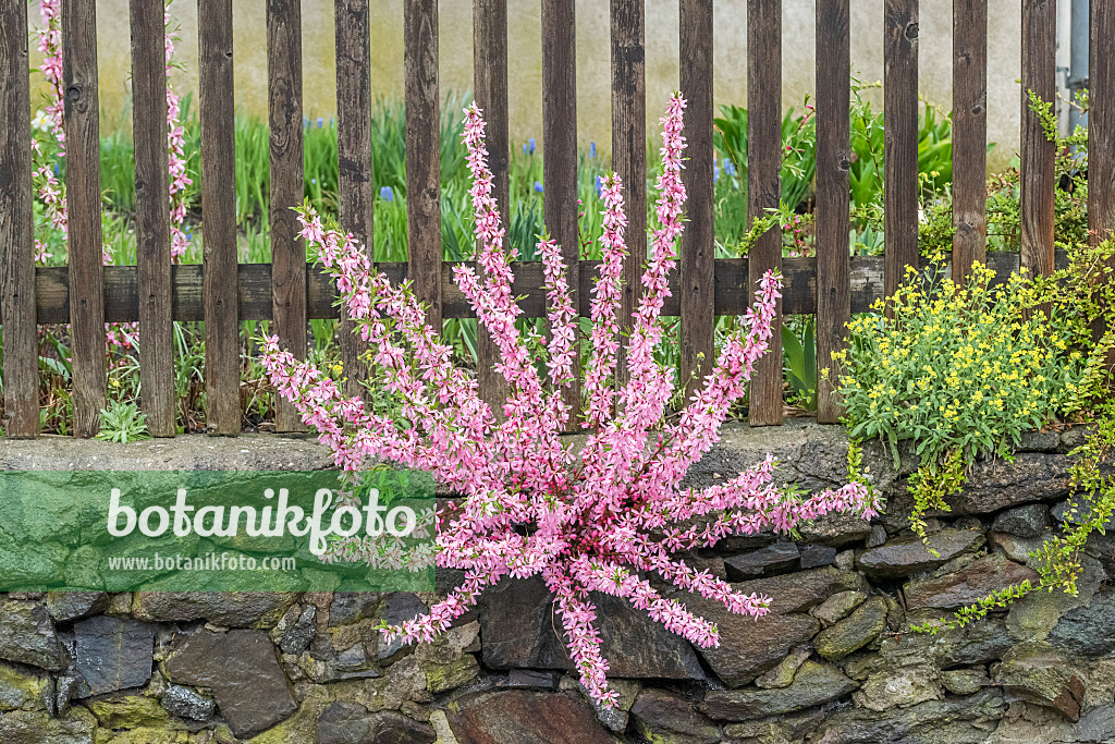 625332 - Amandier nain (Prunus tenella)
