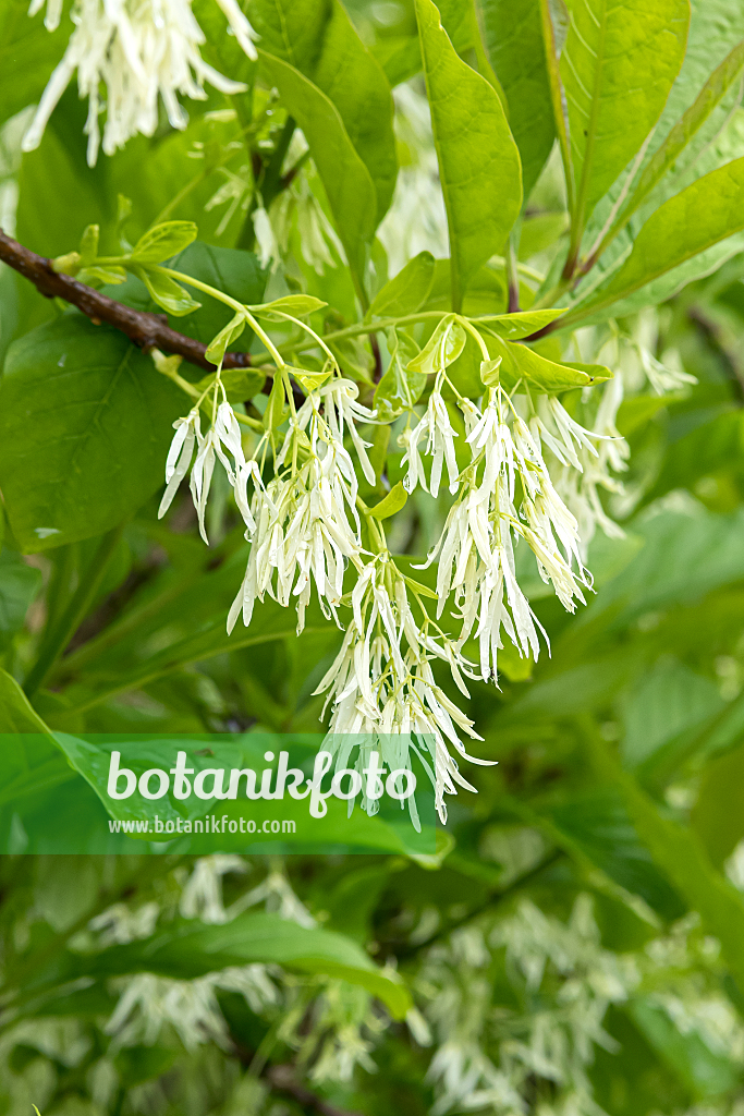 664074 - American fringe tree (Chionanthus virginicus)