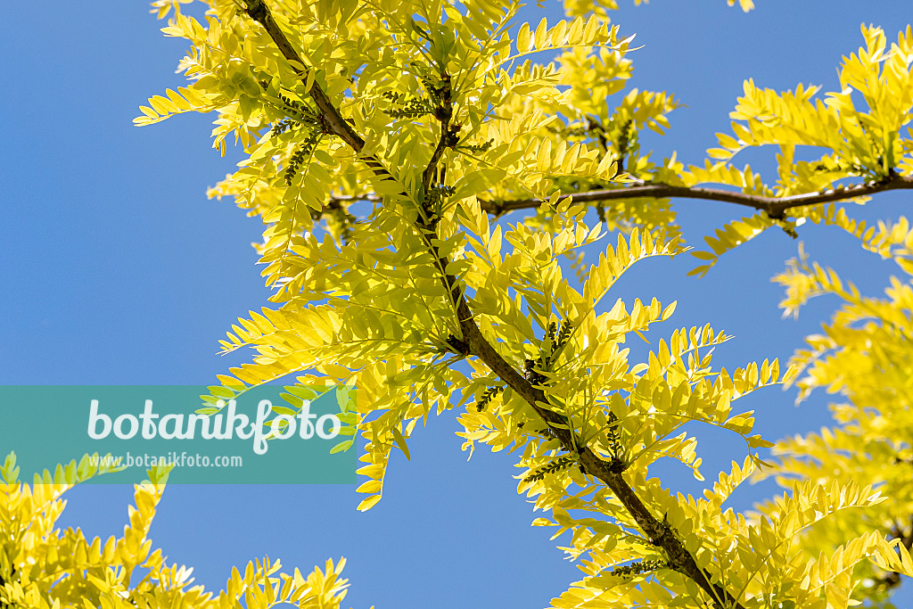 651311 - American honey locust (Gleditsia triacanthos 'Sunburst')