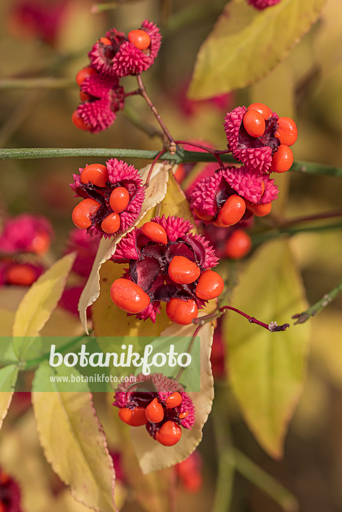 638096 - American spindle (Euonymus americanus)