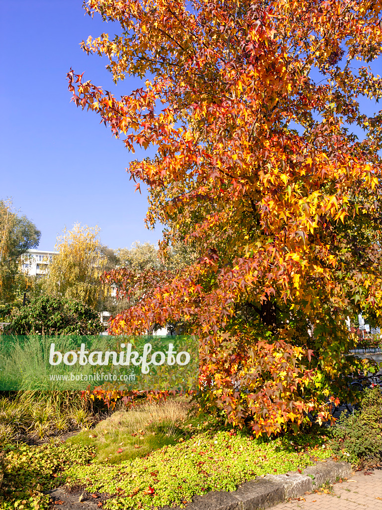 465119 - American sweetgum (Liquidambar styraciflua)