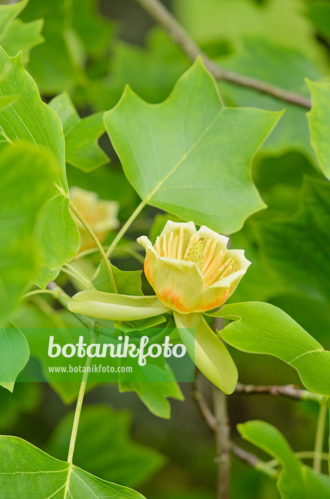 521212 - American tulip tree (Liriodendron tulipifera)