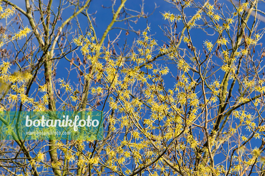 514021 - American witch hazel (Hamamelis virginiana)
