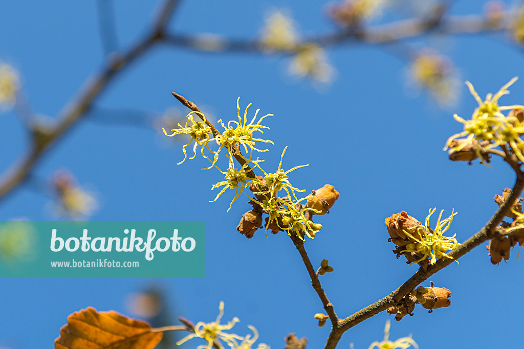 638112 - American witch hazel (Hamamelis virginiana)
