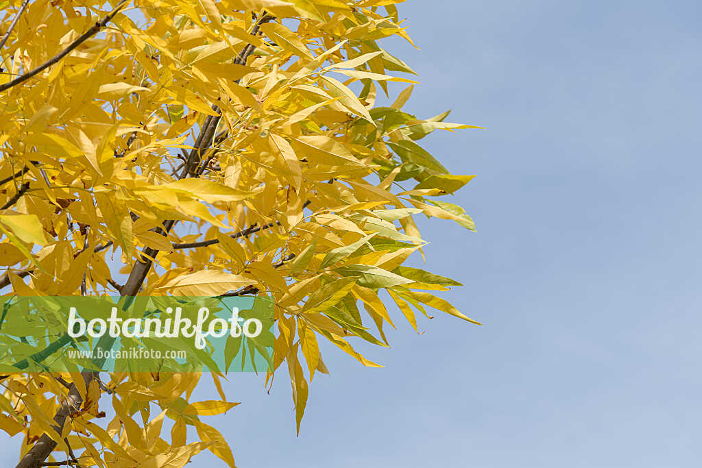 675031 - Amerikanische Esche (Fraxinus americana 'Autumn Purple')