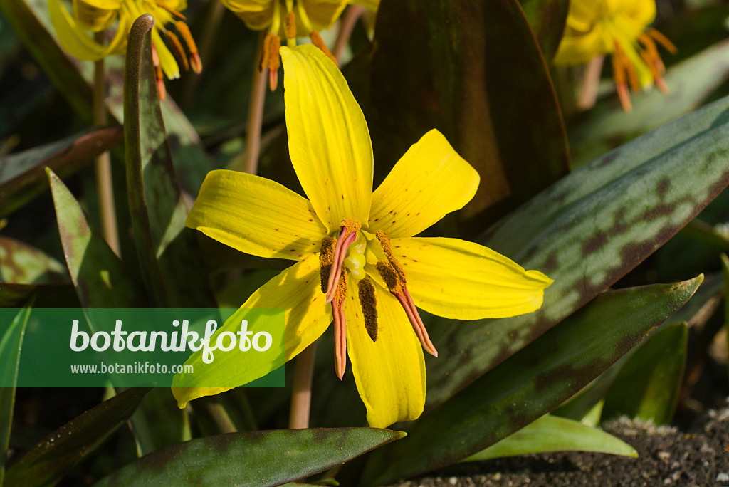 672029 - Amerikanische Hundszahnlilie (Erythronium americanum)