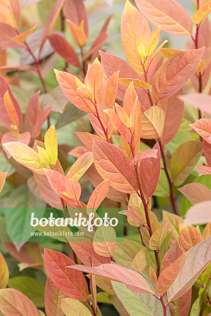 664213 - Amerikanische Rosmarinweide (Itea virginica 'Scentlove')