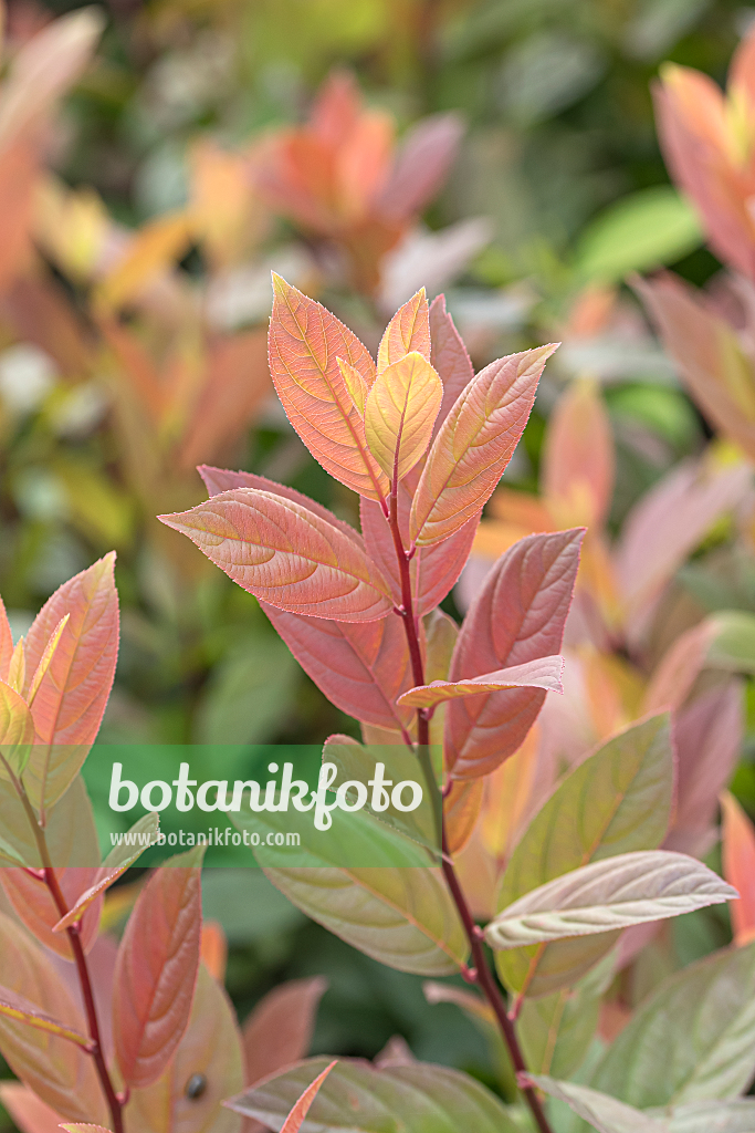 664214 - Amerikanische Rosmarinweide (Itea virginica 'Scentlove')