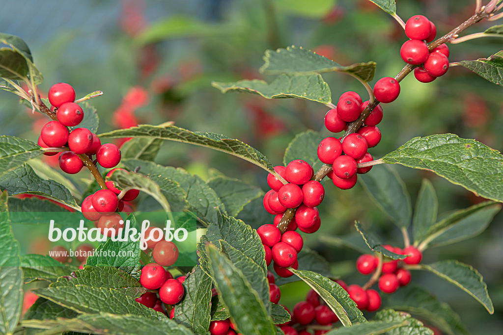 664210 - Amerikanische Winterbeere (Ilex verticillata)