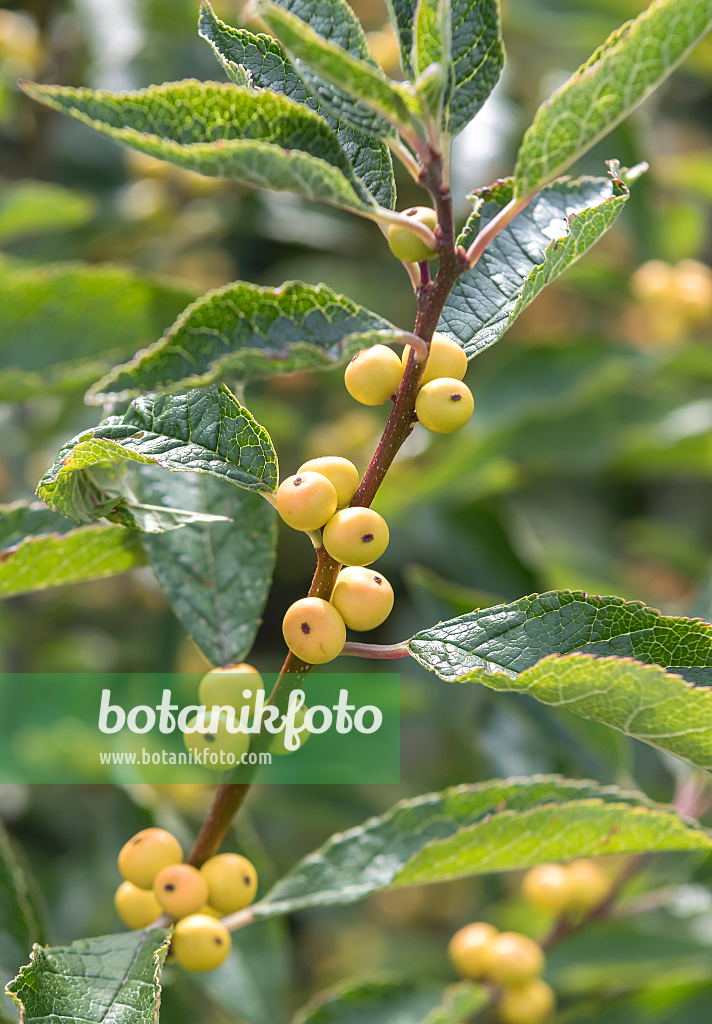 664208 - Amerikanische Winterbeere (Ilex verticillata 'Citronella')