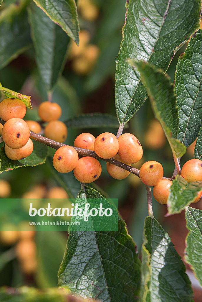 664209 - Amerikanische Winterbeere (Ilex verticillata 'Cresgold')