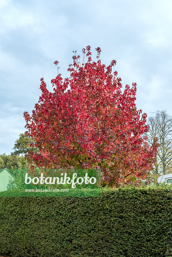 638152 - Amerikanischer Amberbaum (Liquidambar styraciflua)