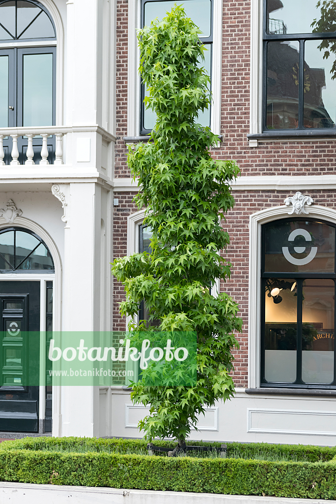 664233 - Amerikanischer Amberbaum (Liquidambar styraciflua 'Slender Silhouette')