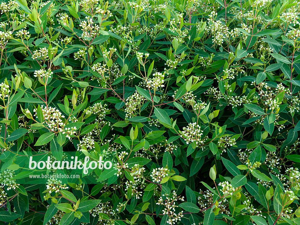 461153 - Amerikanischer Hanf (Apocynum cannabinum)